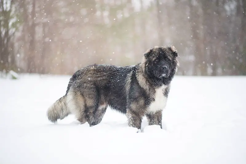 Caucasian Shepherd in the snow