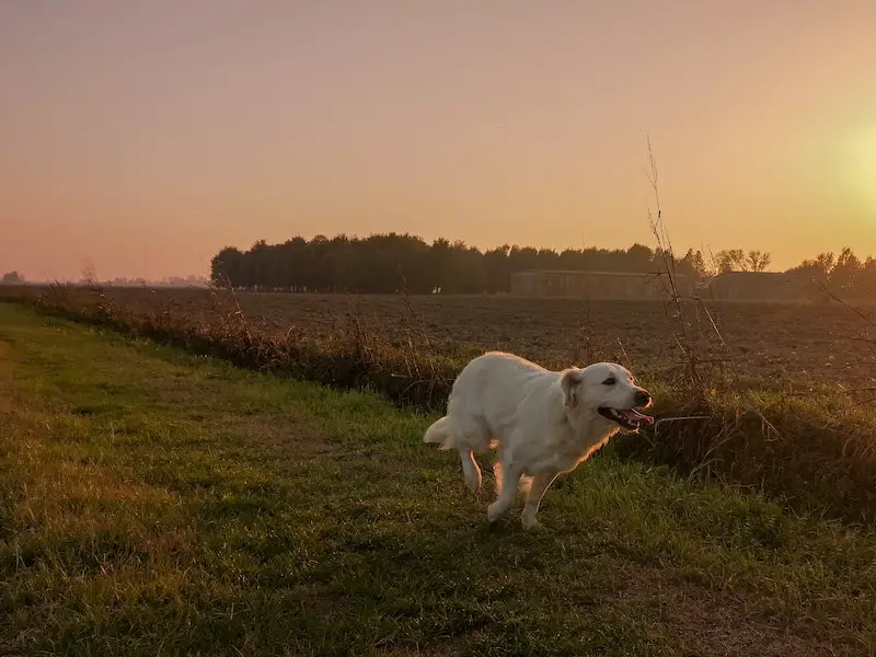country dog running