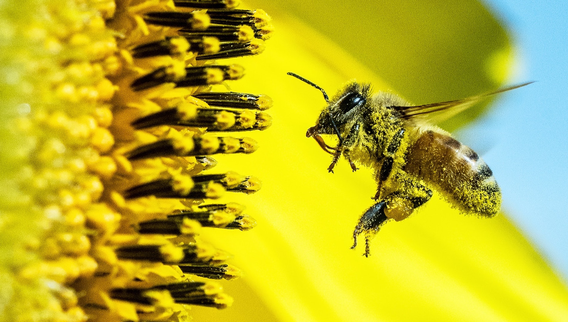 honeybee collecting pollen from flower