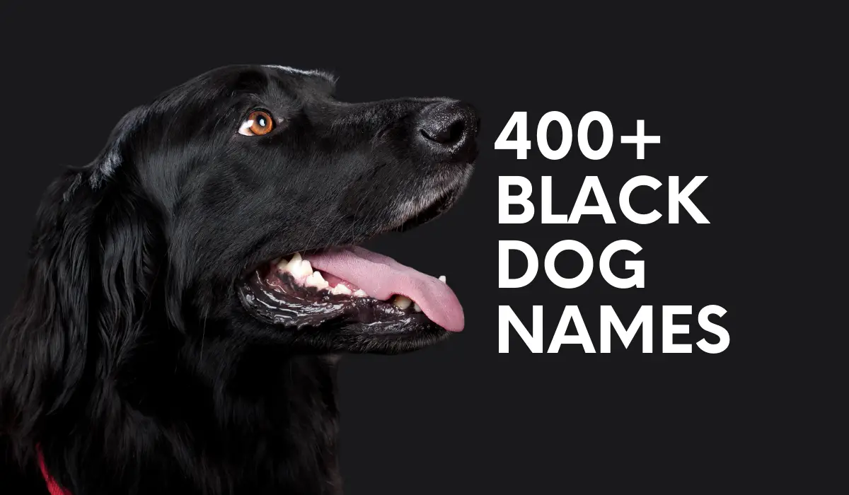 black dog names