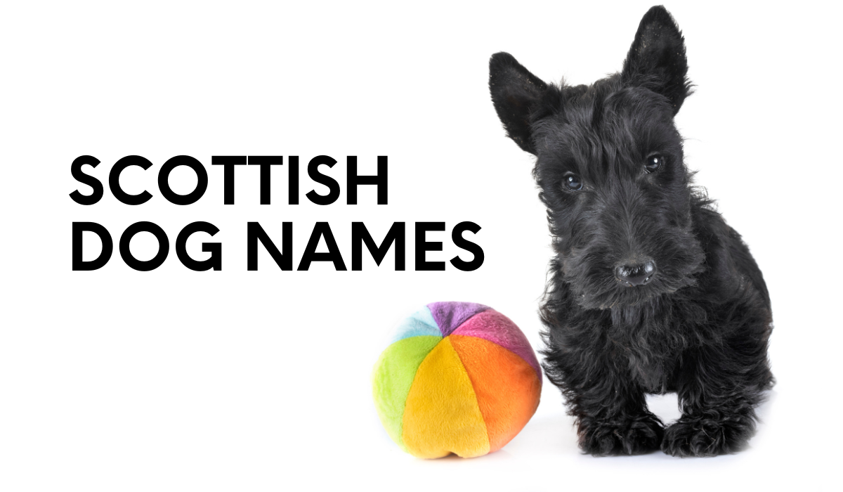 Scottish Dog Names: 400+ Fantastic Scottish Dog Names